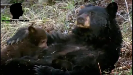 ЧЁРНЫЕ МЕДВЕДИ / БАРИБАЛ / BLACK BEARS