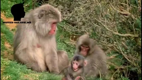 ЯПОНСКИЕ МАКАКИ / JAPANESE MACAQUE