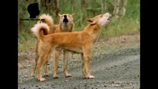 СОБАКА ДИНГО / DOG DINGO