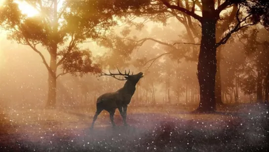 Celtic Gate – Into a magical forest _ Celtic Music