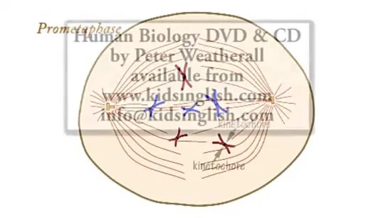 MITOSIS SONG