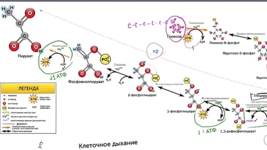 Гликолиз