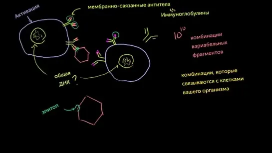 В-лимфоциты