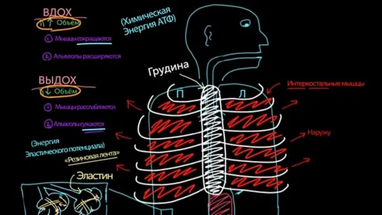 Как меняется объем легких?