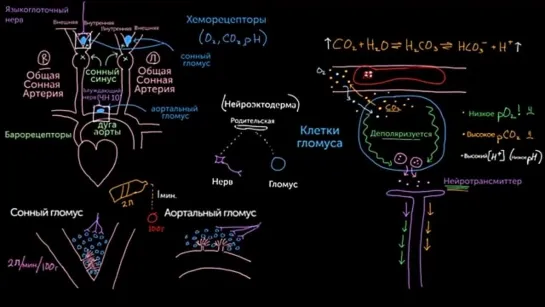 Периферические хеморецепторы