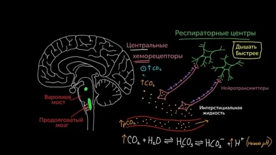 Центральные хеморецепторы