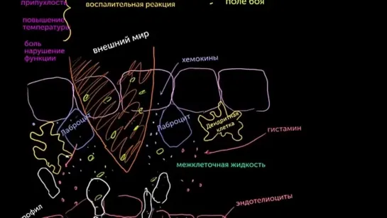 Воспалительные реакции