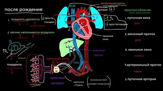 Кровообращение ребенка после рождения