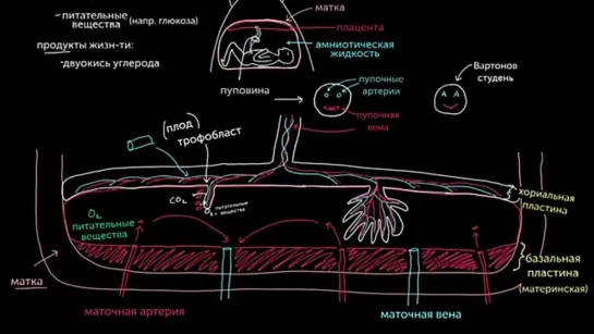 Знакомство с плацентой