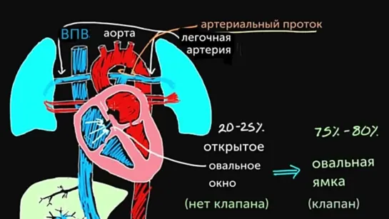 Структуры плода у взрослого