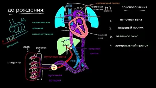 Кровообращение плода перед рождением