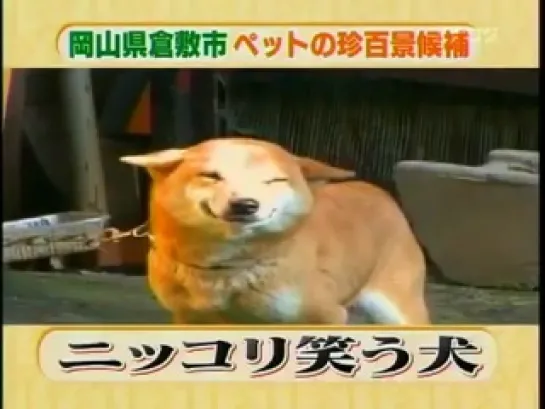 Japanese Dog smiles just like human