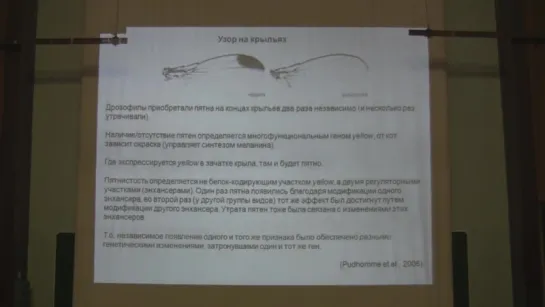 Теория эволюции. Марков А.В. Лекция 9. Часть 1