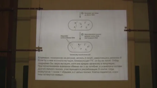 Теория эволюции. Марков А.В. Лекция 8. Часть 1