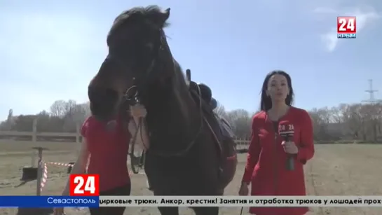 Отрабатывают сцены и репетируют трюки. Севастопольские лошади-актёры готовятся к съёмкам