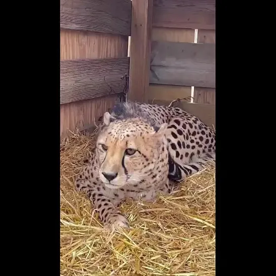 ОНА ЕГО ЗОВЁТ И ОН ПРИХОДИТ!