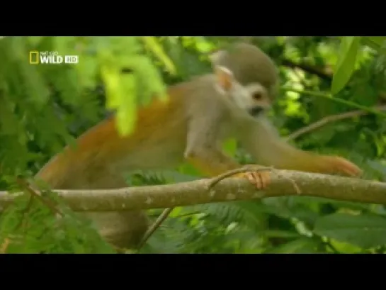 [Nat Geo] Дикое царство - Дикая природа Амазонки (Wild Amazon)(Radio SaturnFM www.saturnfm.com)