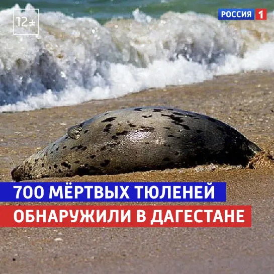 На берегу Каспийского моря возле Махачкалы обнаружили около 700 мёртвых тюленей — Россия 1