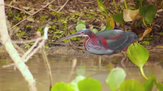 Agami Heron - Agamia agami