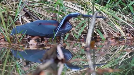 Agami Heron, Laguna del Lagarto, Costa Rica