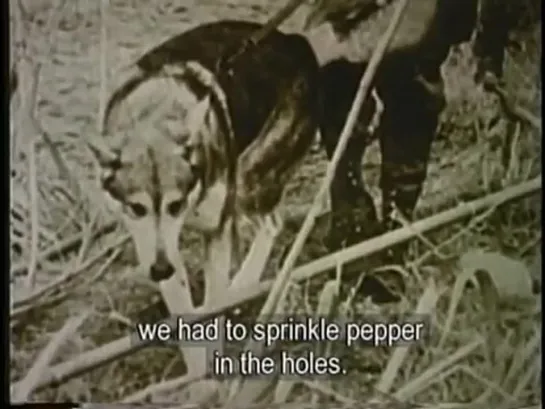 THE CU CHI TUNNELS (with subtitles as told by Americas former enemy)