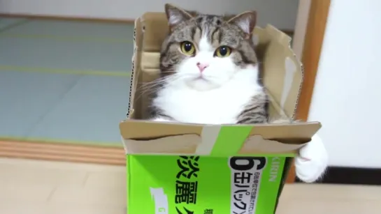 I am Maru 4