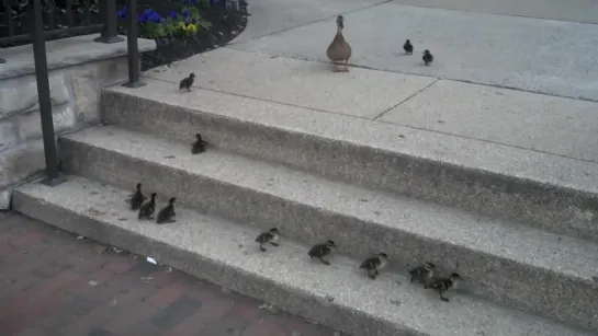 Ducklings vs. Stairs