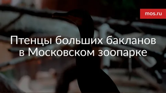 Птенцы больших бакланов в Московском зоопарке