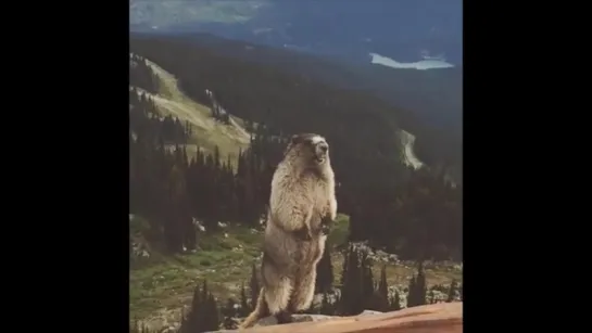 The screaming marmot