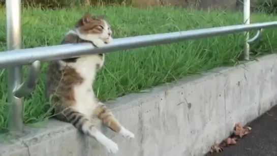 Кот задумался 夕暮れの お座り猫ちゃん／ Cat sitting relaxed