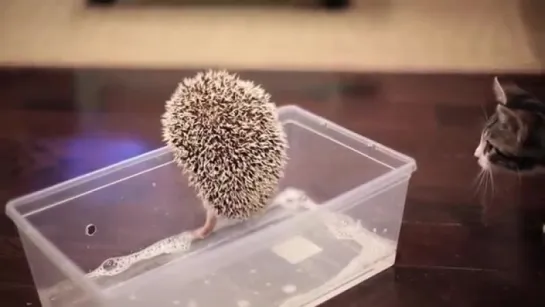 KITTEN MEETS HEDGEHOG