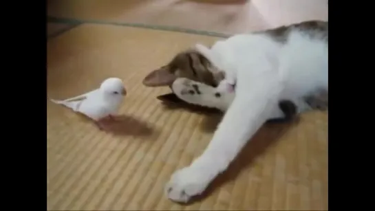 cat playing with a bird, really very cool