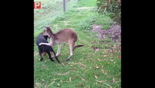 910 Kangaroo and Dog showing their love for each other - Amazing