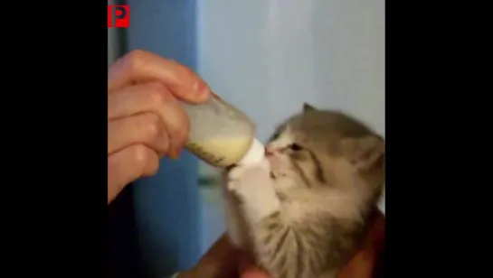 Tiny Kitten Drinks Milk From A Tiny Bottle