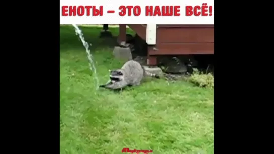 Raccoons are the coolest! - Marketium