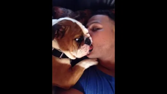 Adorable Bulldog Puppy Cant Stop Kissing Owner