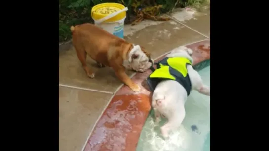 Bulldog Rescues Swimming Bulldog