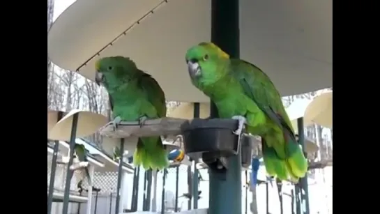 Amazon Parrots Arguing like an old married couple