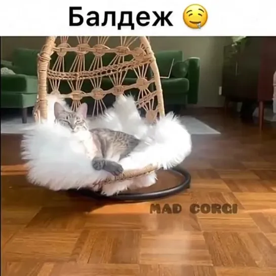 Отдых (хорошее настроение, юмор, смешное домашнее видео, кошка, кот, животное, домашняя съемка, сиеста, балдеж, сладкий сон).