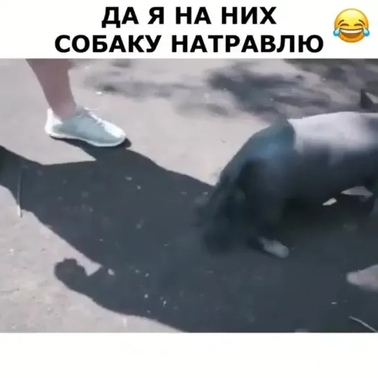 Да я на них собаку натравлю (хорошее настроение, юмор, забавное видео, хозяйка, прогулка на улице, злоба, агрессия, атака)