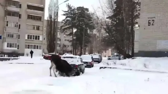 Лось, который любит выхлопные газы (смешное видео, хорошее настроение, юмор, животное наркоман, природа, дикое, дикий, авто).