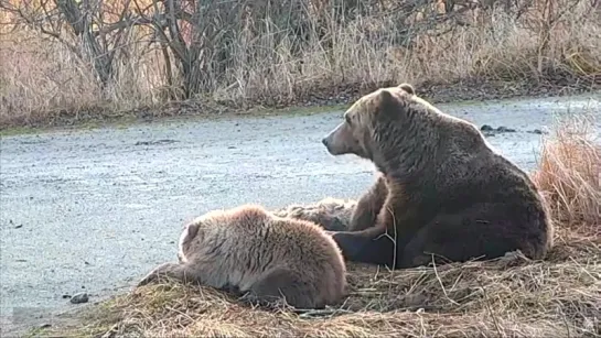 12+ Аляска. Окончание. Медведица охраняет и ласкает мёртвого детёныша. She-Bear caresses dead cub. Полностью. 25.10.2015.