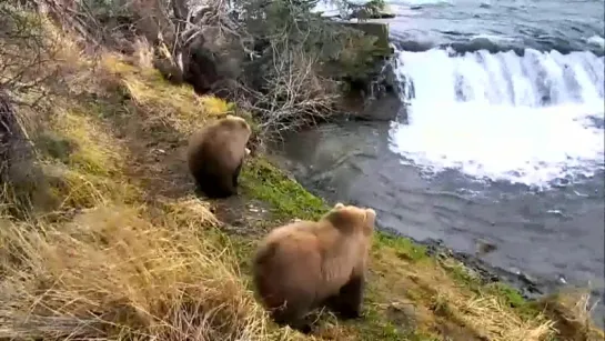 Аляска. Осенняя рыбалка на реке Брукс - медведь оптимист. Bears. Autumn at Brooks River for fisher optimists. 24.10.2015.