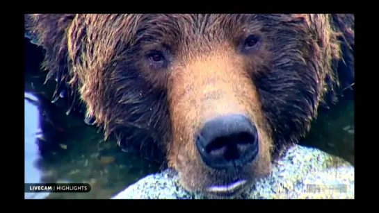 Аляска, река Брукс. Глаза медведя - о чём он сейчас думает? Alaska The eyes of the bear/ What is he thinking now? 23.10.2015.