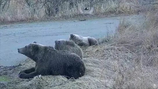 12+ Аляска. Начало. Так в прямом эфире умирал медвежонок. Жалко. As bear cub died. Pity. Полностью. 22.10.2015.