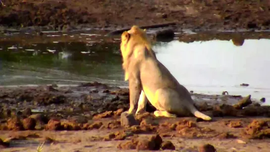 WildLife Африка: Лев, пьющий из грязной лужи, остается Царём зверей Lion as King of beasts drinks from dirty puddles 06.10.2015