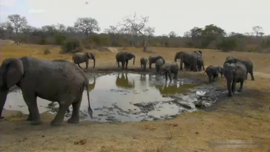 В Африке осенью отключили воду Слоны пьют жидкую грязь In Africa water is turned off in Bush :-( 21.08.2015.