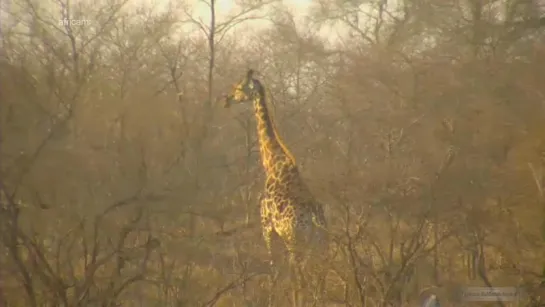 WildLife Africa. Голливудская походка жирафа - нога прямая от бедра и пошла и пошла... Реинкарнация принцессы Дианы?14.08.2015.