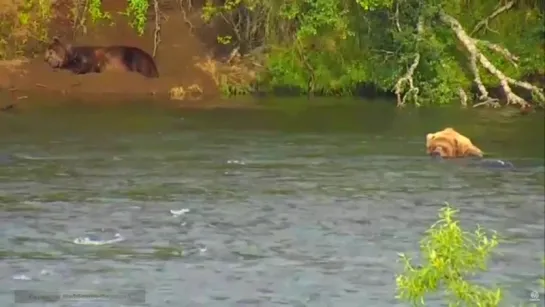 Природа 2015. Медведи ловят рыбу в водопаде. Часть 04 - Медведь спит в воде как гиппопотам в Африке. 21.07.2015.