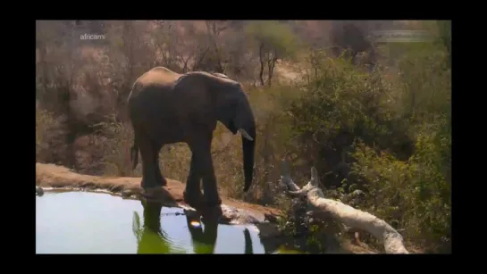 Дикая Природа. Африка: Одинокий и печальный слон у водопоя Naledi Sad and lonely elephant. Пожалей его 19.07.2015.